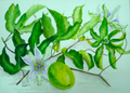 "Passion Fruit" (Jane Albert)