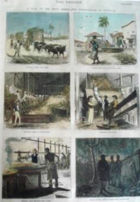 "The Making of Sugar II" (Graphic) (July 1876)